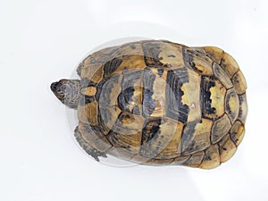 Spur-thighed tortoise or Greek tortoise, Testudo graeca