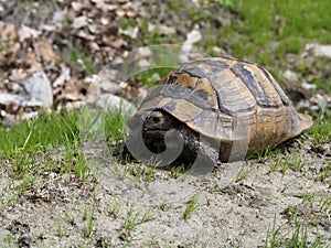 Spur-thighed tortoise or Greek tortoise, Testudo graeca