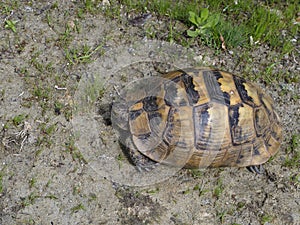 Spur-thighed tortoise or Greek tortoise, Testudo graeca