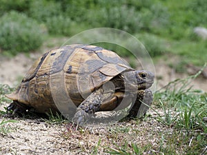 Spur-thighed tortoise or Greek tortoise, Testudo graeca