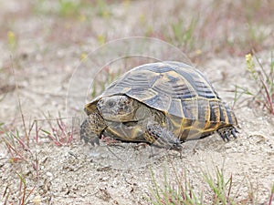 Spur-Thighed tortoise or Greek tortoise (Testudo graeca ibera)