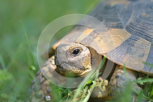 The spur-thighed tortoise or Greek tortoise Testudo graeca in natural habitat