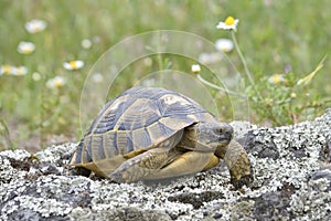 The spur-thighed tortoise or Greek tortoise Testudo graeca in natural habitat