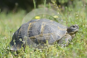 The spur-thighed tortoise or Greek tortoise Testudo graeca in natural habitat, National Park Macin Mountains, Dobrogea.
