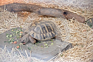 The spur thighed tortoise has brown and black shell