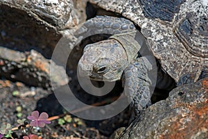 Spur-thighed tortoise .Old turtle on the garden . Greek tortoise.