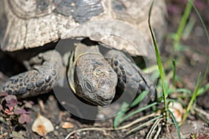 Spur-thighed tortoise .Old turtle on the garden . Greek tortoise.