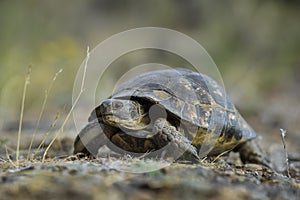 Spur-thighed Tortoise - Testudo graeca