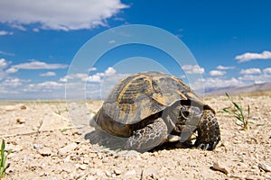 Spur-thighed tortoise (Testudo graeca)
