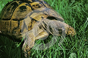 Spur-Thighed Tortoise, testudo graeca, Adult standing on Grass