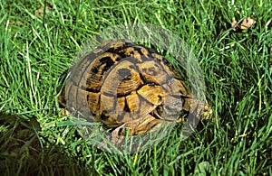Spur-Thighed Tortoise, testudo graeca, Adult standing on Grass
