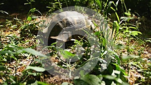 Spur-thighed tortoise testudo graeca ibera