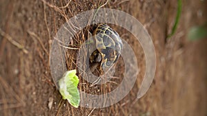 Spur-thighed tortoise, Testudo graeca, walking on arid terrain towards a lettuce, vertical shot