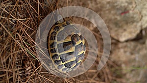 Spur-thighed tortoise, Testudo graeca, walking on arid terrain, vertical