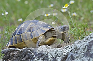 Spur thighed turtle (Testudo graeca)