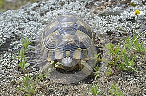 Spur thighed turtle (Testudo graeca)