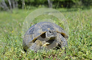 Spur thighed turtle (Testudo graeca)