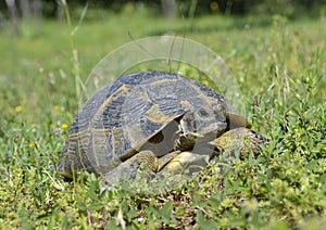 Spur thighed turtle (Testudo graeca)