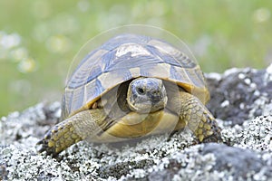 Spur thighed turtle (Testudo graeca)