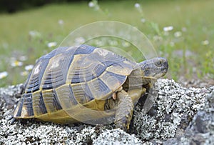 Spur thighed turtle (Testudo graeca)