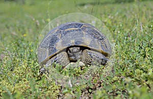 Spur thighed turtle (Testudo graeca)