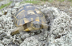 Spur thighed turtle (Testudo graeca)