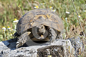 Spur thighed turtle (Testudo graeca)