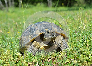 Spur thighed turtle (Testudo graeca)