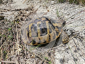 Spur thighed turtle Testudo graeca in her natural habitat