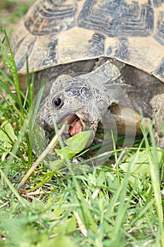 Spur-thighed turtle / Testudo graeca i