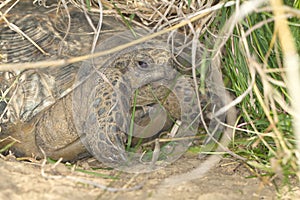 Spur-thighed turtle / Testudo graeca iber