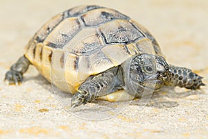 Spur-thighed turtle / Testudo graeca ibera