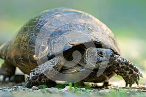 Spur thighed turtle Testudo graeca in natural habitat