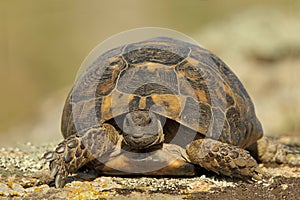 Spur thighed turtle (Testudo graeca)