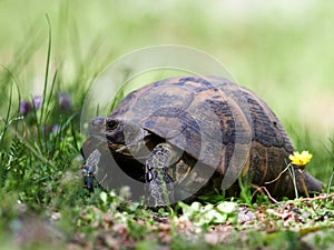 Spur thighed turtle & x28;Testudo graeca& x29; in natural habitat