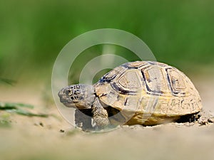 Spur thighed turtle & x28;Testudo graeca& x29; in natural habitat