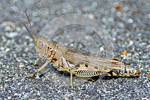 Spur-Throated Grasshopper