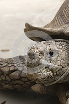 Spur tortise near