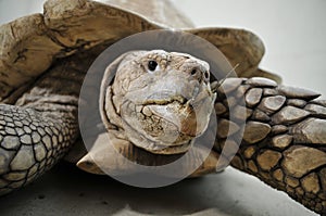 Spur tortoise