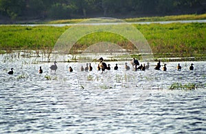 Spur-winged geese, Chobe National Park, Botswana