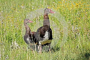 Spur-winged geese in natural habitat