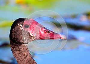 Spur-winged Goose