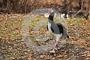 Spur-winged goose photo