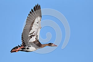 Spur-winged Goose flying