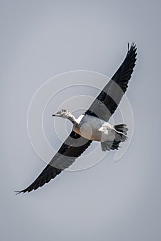 Spur-winged goose glides stretching wings in sunshine