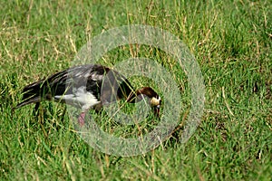 Spur-winged goose, Maasai Mara Game Reserve, Kenya