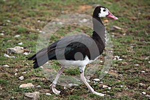 Spur-winged goose (Plectropterus gambensis).