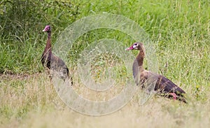 Spur-winged goose (Plectropterus gambensis) is found in wetlands all over Sub-Saharan Africa.