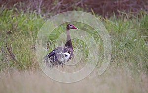 Spur-winged goose (Plectropterus gambensis) is found in wetlands all over Sub-Saharan Africa.