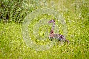 Spur-winged goose standing in the grass.